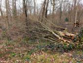 Aufwertung des Waldrandes am Burenweg