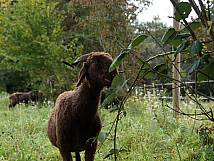 Walliser Landschafe (Florian Neumann, Neumann Naturpflege)