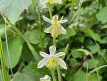 Bienen-Ragwurz, Ophrys apifera var. basiliensis, Basler Varietät (Foto: Judith Roth)