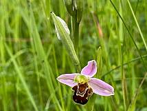 Bienen-Ragwurz Ophrys apifera (Foto: Judith Roth)