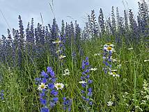 Artenreiche, magere, trocken-warme Uferböschung am Rhein (Foto: Judith Roth)