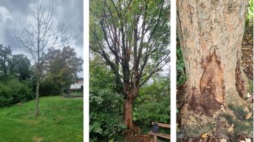 Bilder Baumfällungen September 2023