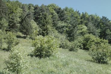 Foto Ökologisch aufgewerteter Waldrand_original