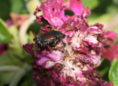 Schäden durch den Japankäfer, Quelle: Whitney Cranshaw, Colorado State University