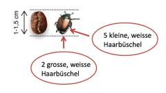 Japankäfer Beispielbild vom Kanton BL