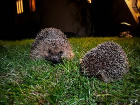 Mähroboter – Ge­fahr für Igel und an­de­re Wild­tiere
