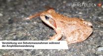 Schutz für Amphibienarten